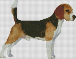 (image for) Beagle