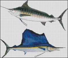 (image for) Blue Marlin and Sailfish