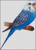 (image for) Blue Parakeet