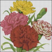 (image for) Carnations