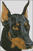 (image for) Doberman Head Cropped Ears