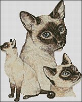 (image for) Siamese Cats