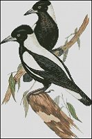 (image for) Magpies