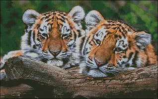 Resting Tigers