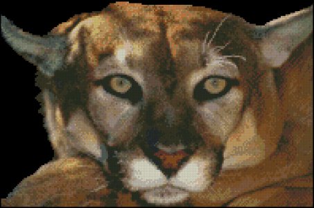 (image for) Cougar Face - Click Image to Close