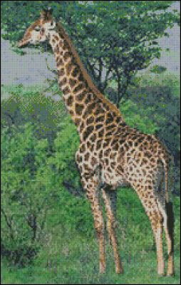 (image for) Giraffe - Click Image to Close