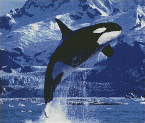 (image for) Killer Whale - Large - Click Image to Close
