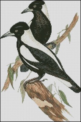 (image for) Magpies - Click Image to Close