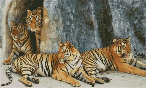 (image for) Tiger Family - Extra Large - Click Image to Close