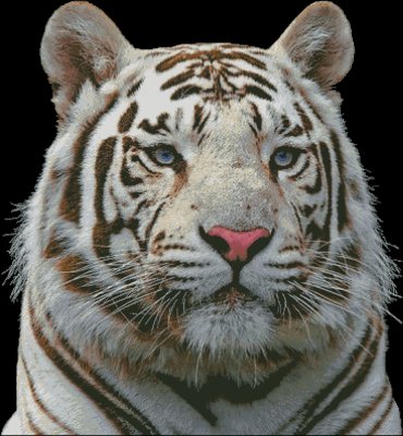 (image for) White Tiger - Large - Click Image to Close
